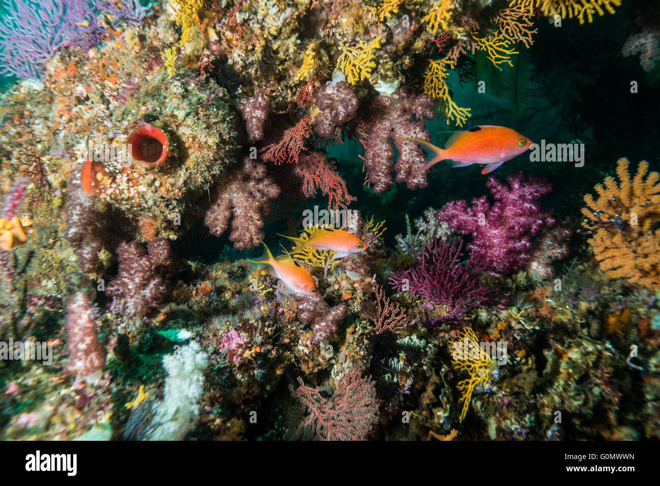 Kirsche Bass. Wissenschaftlicher Name: Sacura Margaritacea. Bei künstlichen Fisch Riff schwimmen. Owase, Mie, Japan. Tiefe 20m Stockfoto