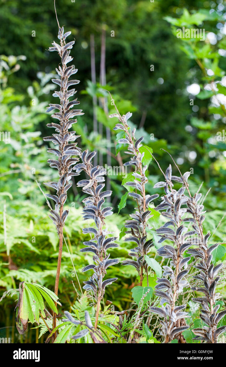 Großer-blättrig Lupine (Lupinus Polyphyllus) Stockfoto