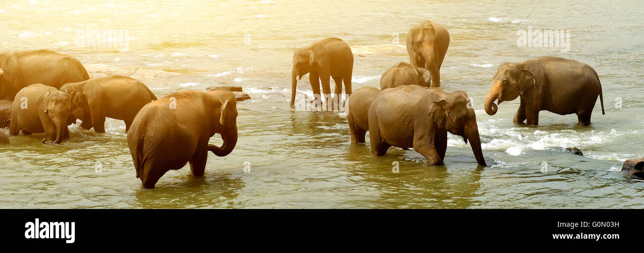 Herde von großen Elefanten Baden in einem Fluss Stockfoto