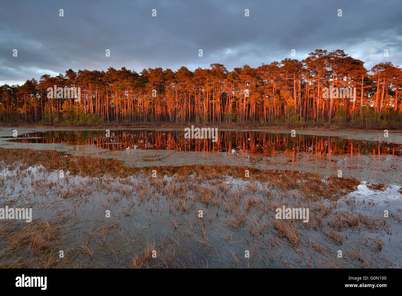 Pinienwald in der Nähe der Moor-Pool in dem Abendlicht Stockfoto