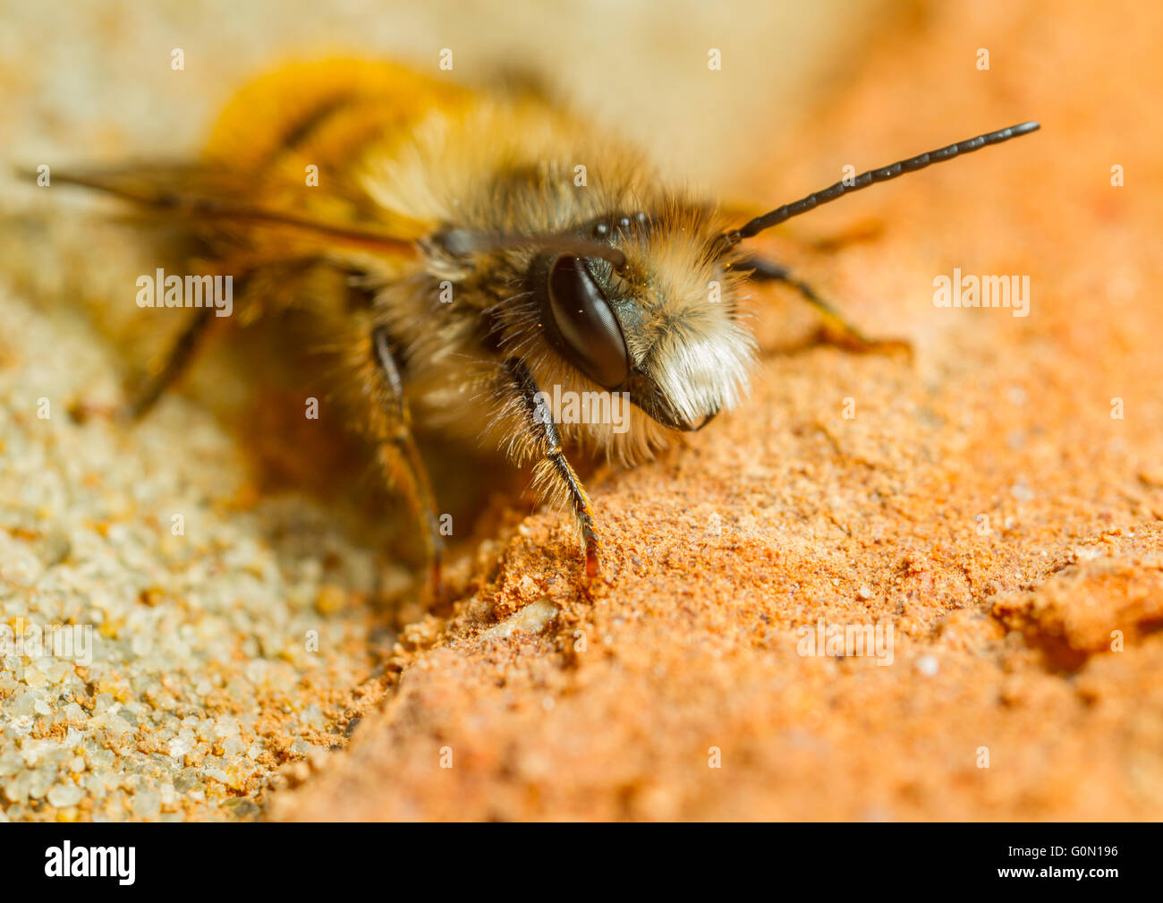 Rote Mauerbiene (Osmia Bicornis) auf eine Mauer Stockfoto