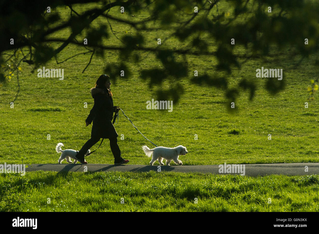 Eine Frau geht ihren beiden weißen Hunden in der Sonne Stockfoto