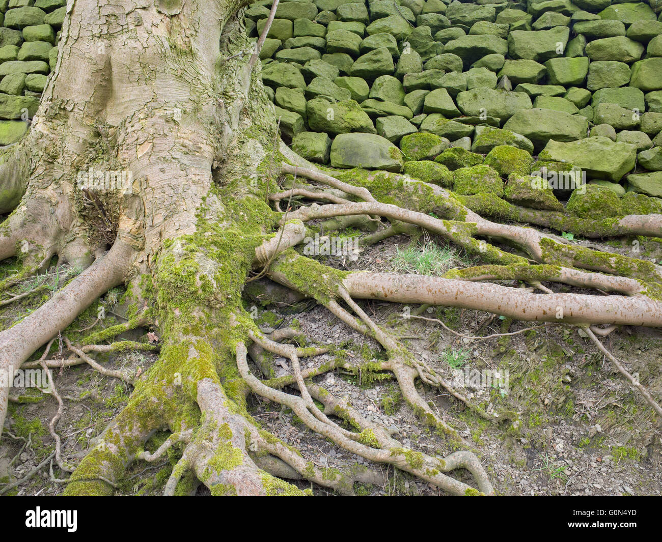 Freiliegende Baumwurzeln Stockfoto