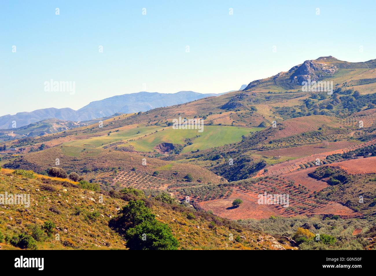 Gesehen auf die Kulturen der Olivenbäume mit Hügeln und Felsen. Stockfoto
