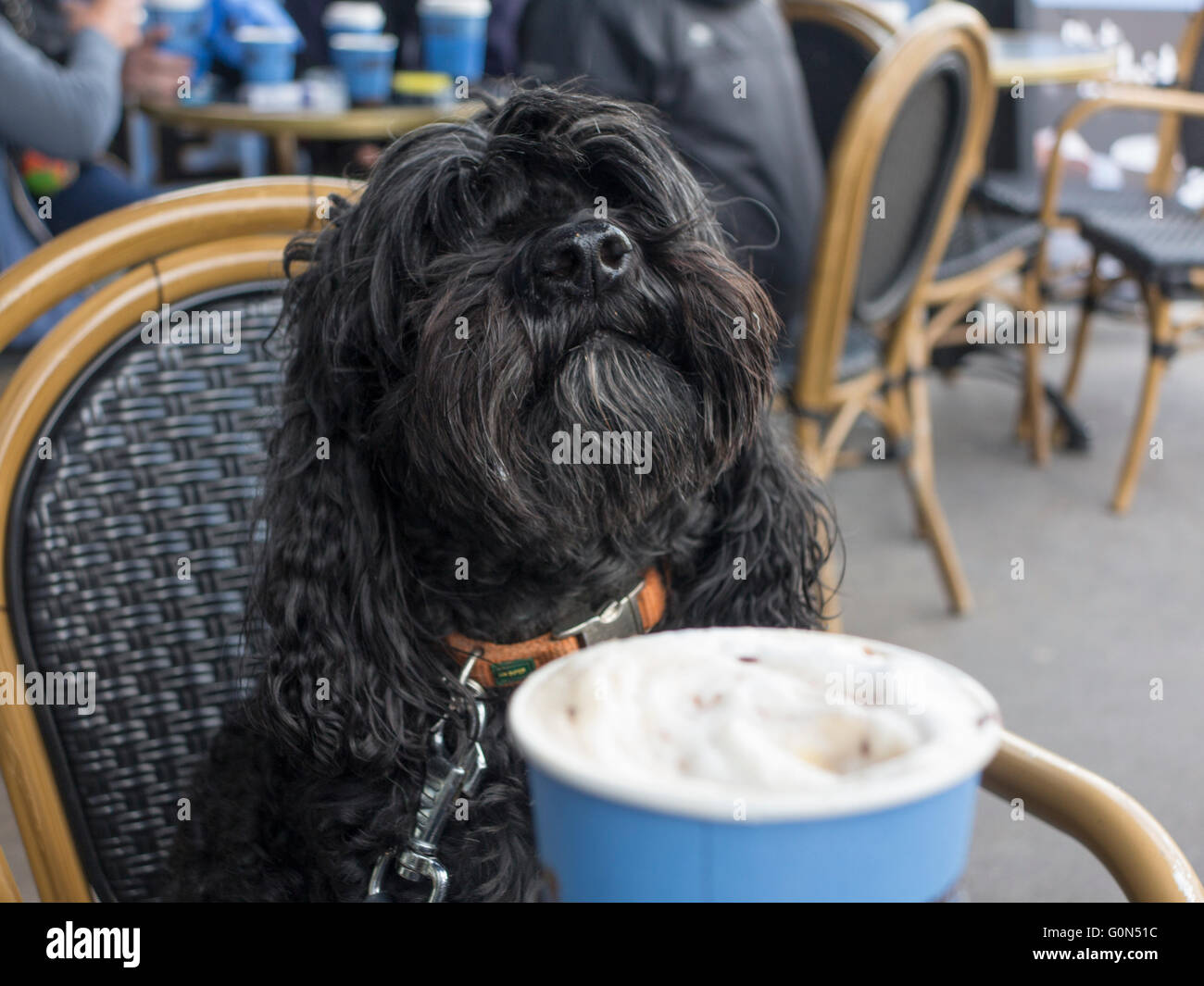 Ein Hund genießt CaféKultur und einen Kaffee auf einem
