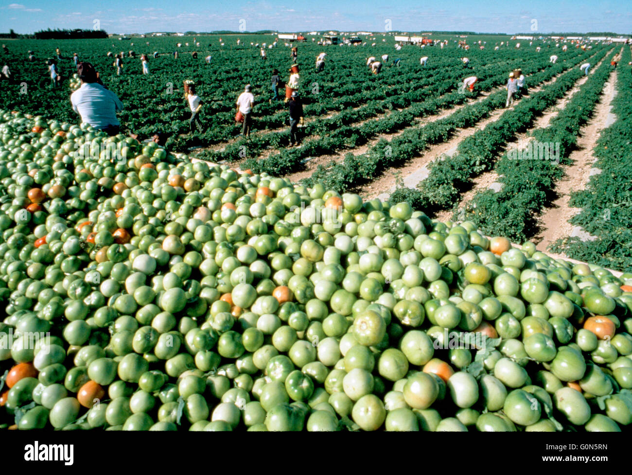 USA, Florida, Dade County, Tomatenernte, Saisonarbeiter Stockfoto