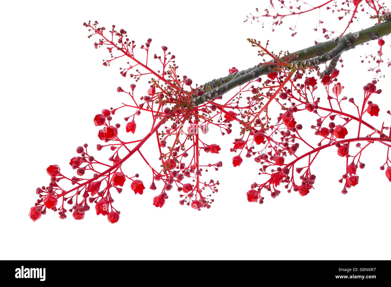 Brachychiton Acerifolius, Illawarra Flame Tree Blumen isoliert auf weiss Stockfoto