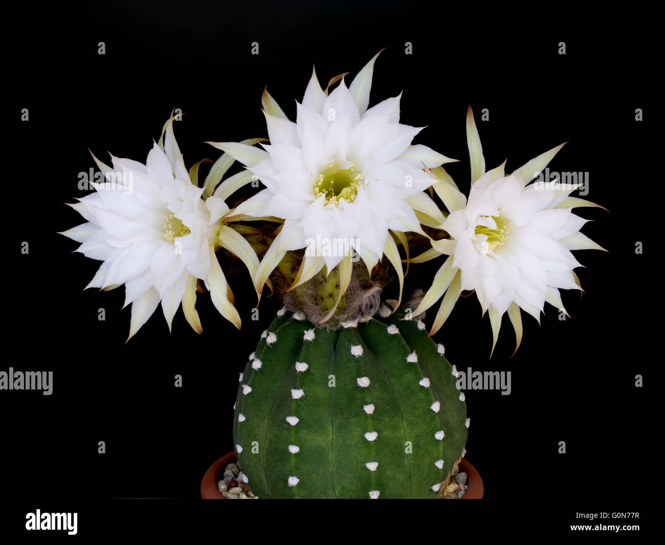 Kaktus Echinopsis Subdenudata mit drei weien Blten auf schwarzem  Hintergrund isoliert Stockfotografie - Alamy
