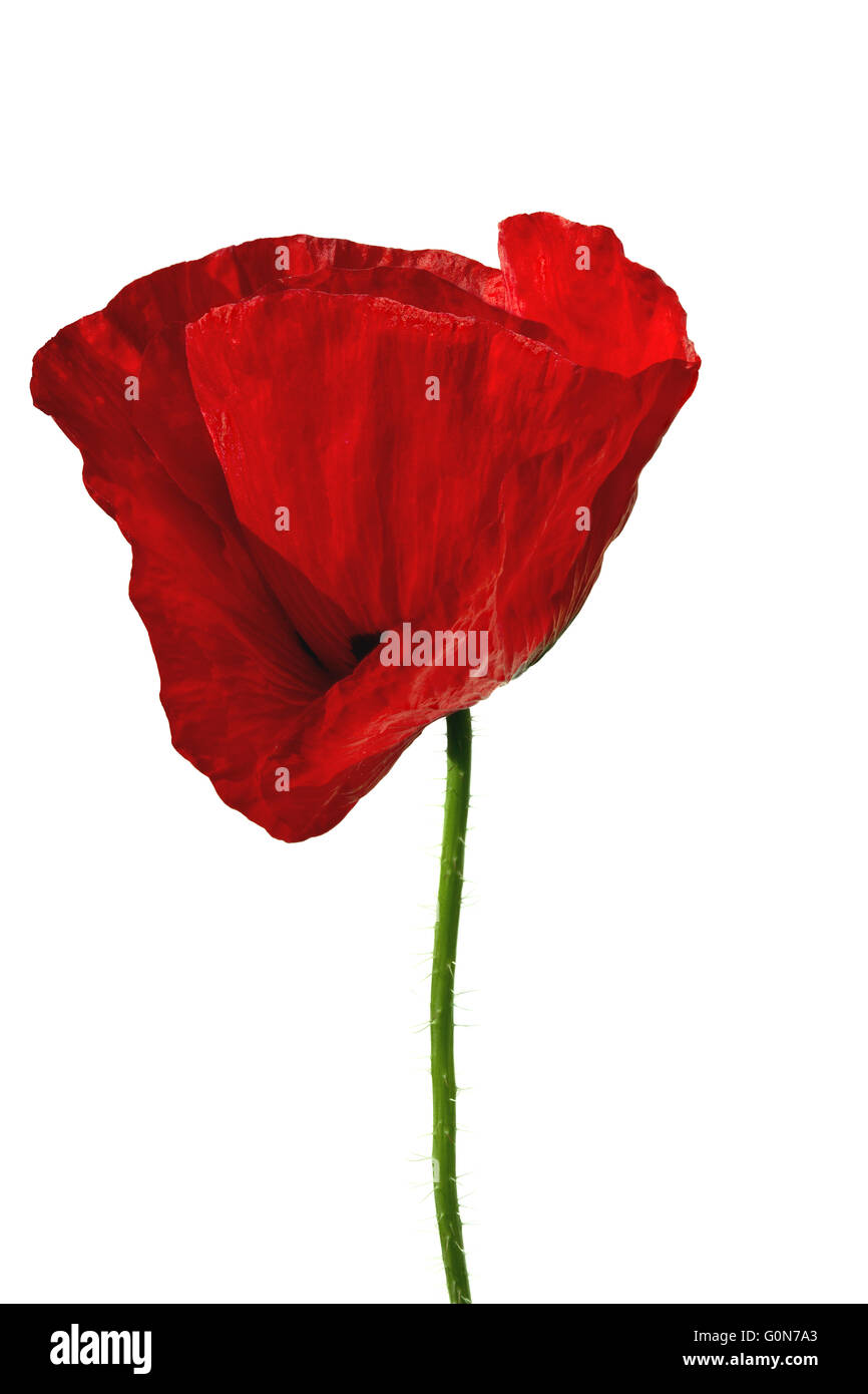 Roter Mohn auf weißen Hintergrund isoliert Stockfoto