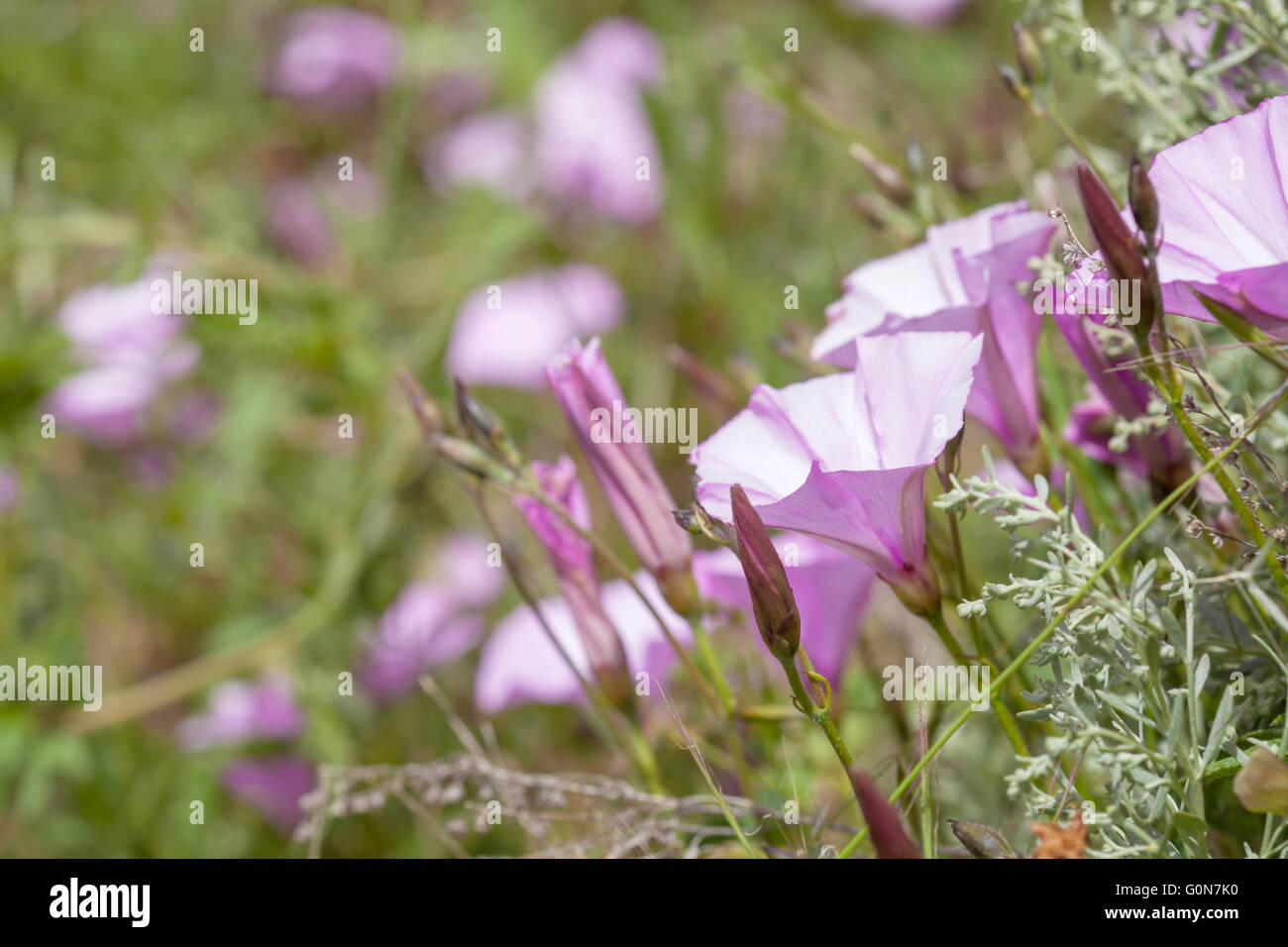 Flora von Gran Canaria, Blüte Convolvulus Althaeoides Makro Blumenkarte Stockfoto