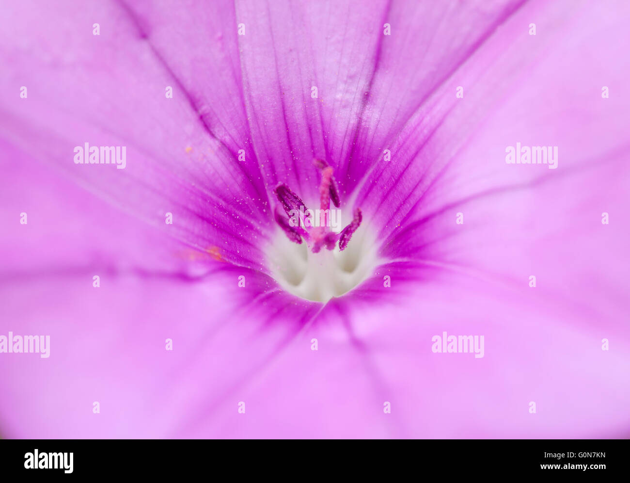 Flora von Gran Canaria, Blüte Convolvulus Althaeoides Makro Blumenkarte Stockfoto