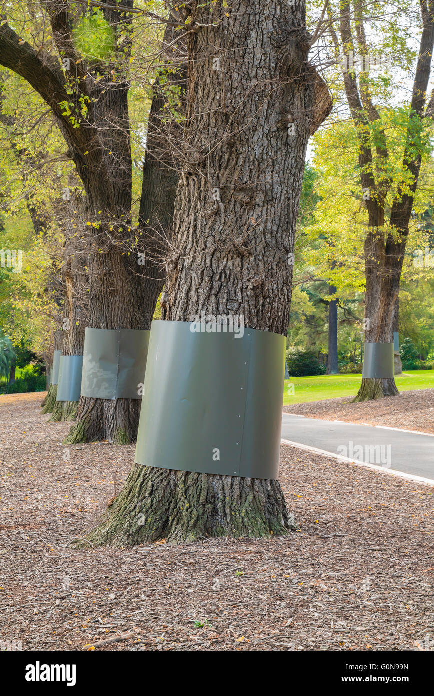 Schutzvorrichtungen für Baumschutz Stockfoto