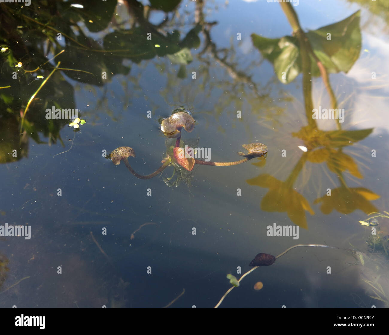 Froschbissgewächse (Hydrocharis Morsus-Ranae) Knospe entfaltet, schwimmt auf der Oberfläche der Gartenteich mit Reflexion der Marsh marigold Stockfoto