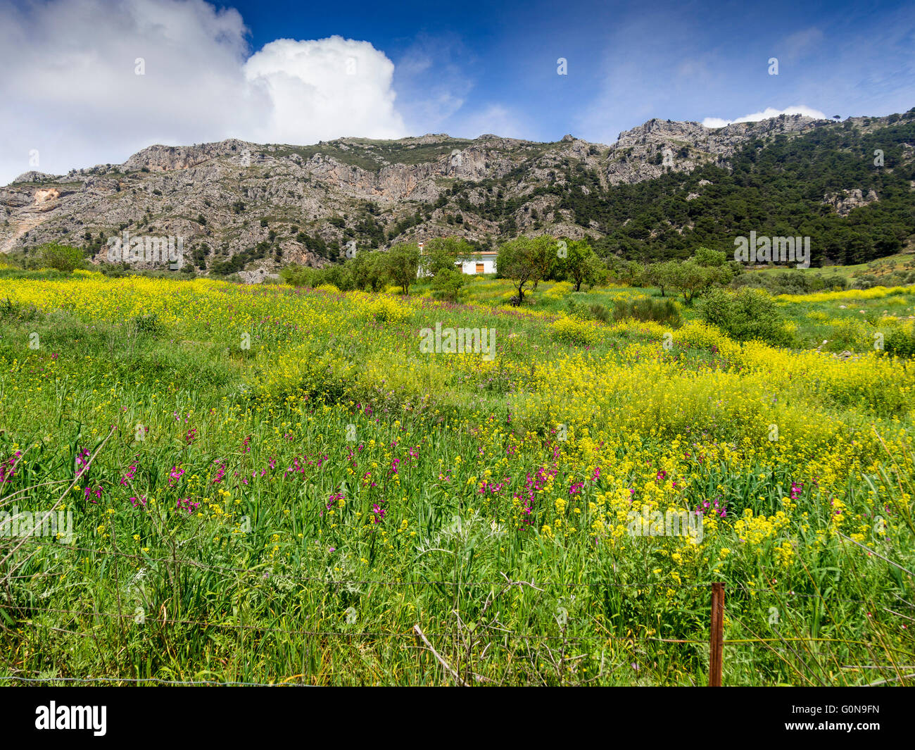 Naturlandschaft, Blumenwiese. Sierra de Las Nieves Naturpark. Malaga-Andalusien, Spanien-Europa Stockfoto