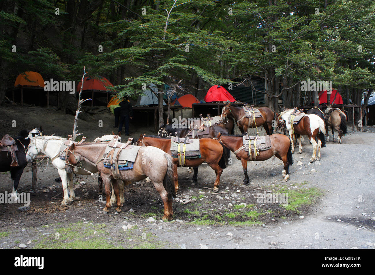 Packpferde am Refugio e Campo Chileno, Torres del Paine Nationalpark, Patagonien, Chile Stockfoto