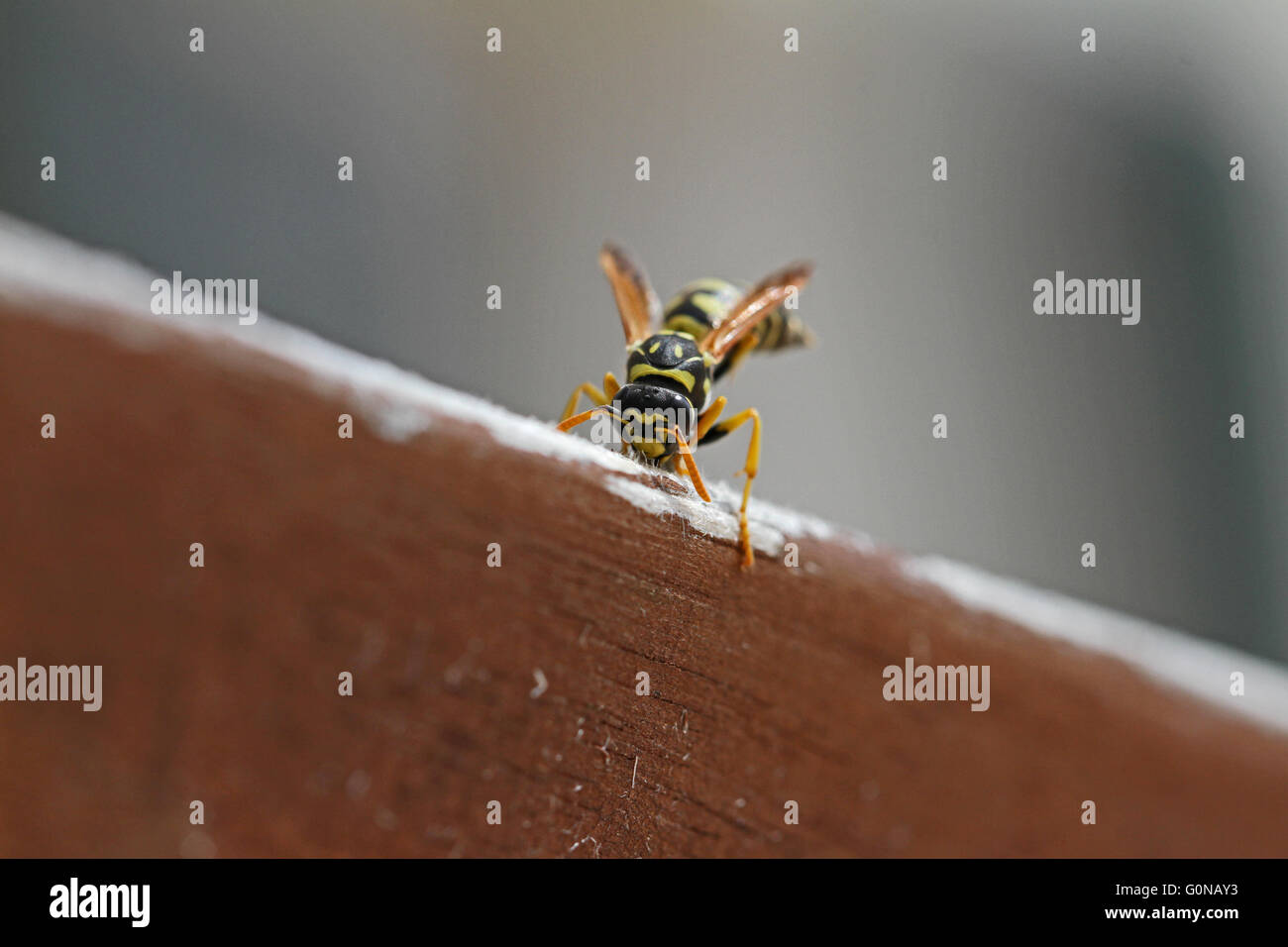 Papier-Wespe Essen Holz lateinischen Namen Polistes Gallicus Vespa Mangiando legno Stockfoto