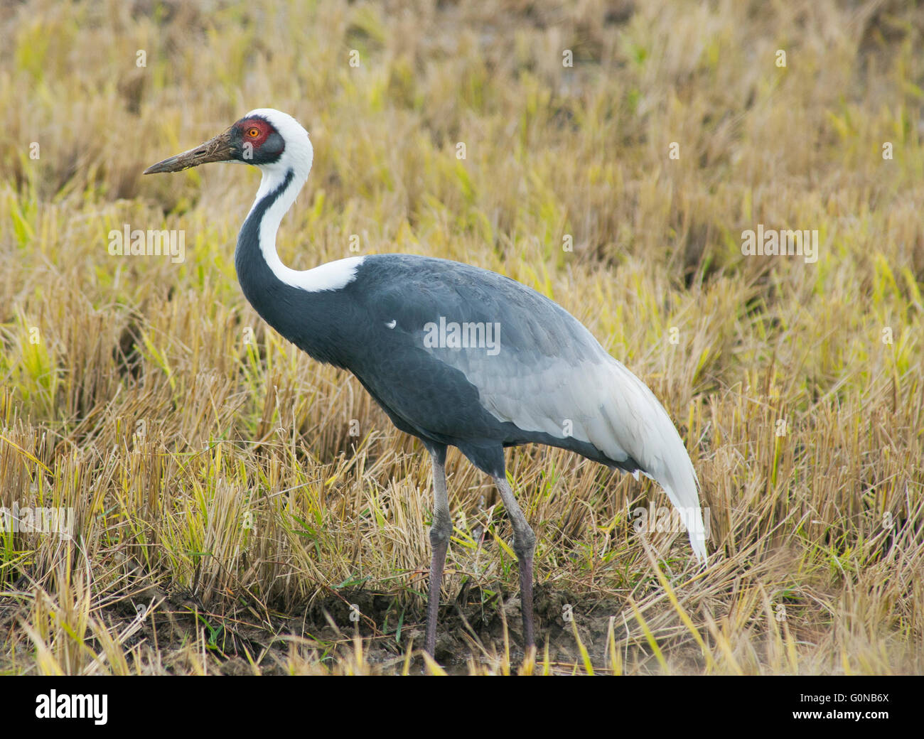 White-Himalaja-Kran (Antigone Vipio) Izumi Plains, Kyushu, Japan, Winter Stockfoto