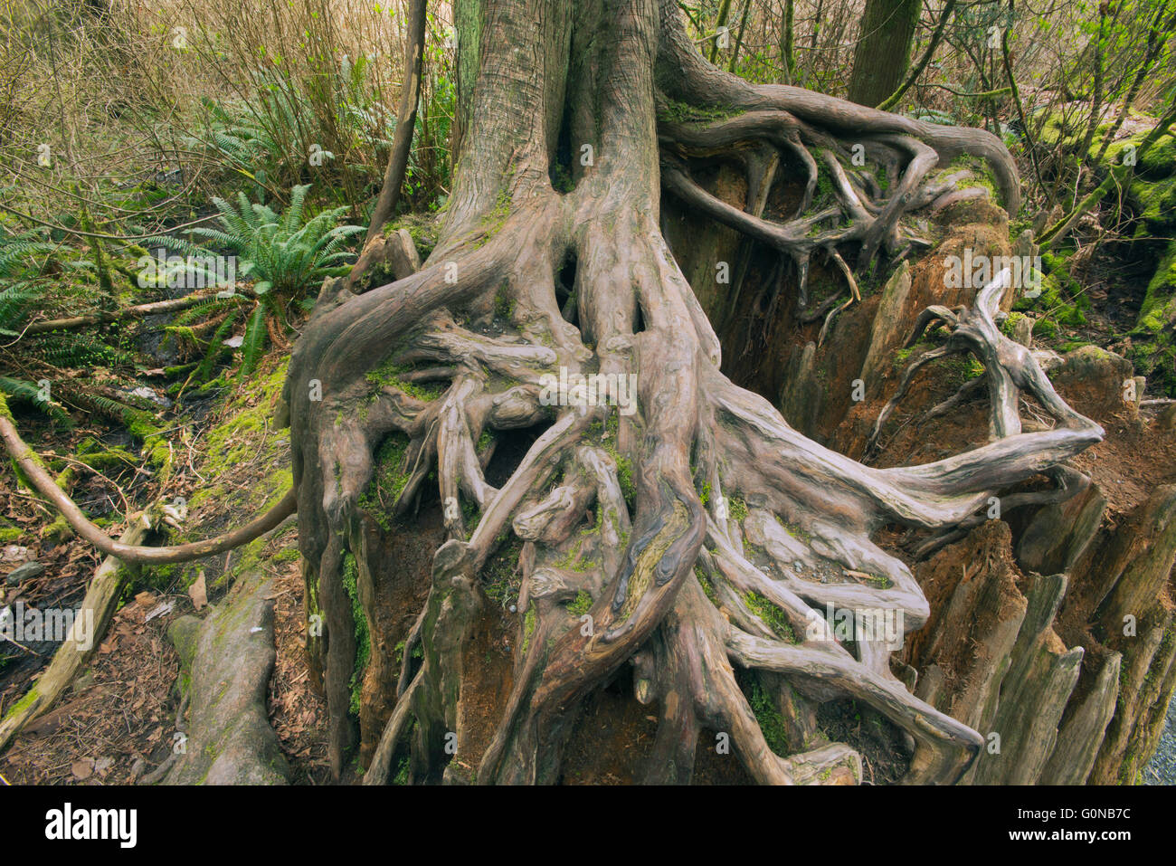 Wurzeln der jungen Hemlock Klammern sich an alten Baumstumpf, gemäßigten Regenwald, Goldstream Provincial Park, Vancouver Island, BC, Kanada Stockfoto