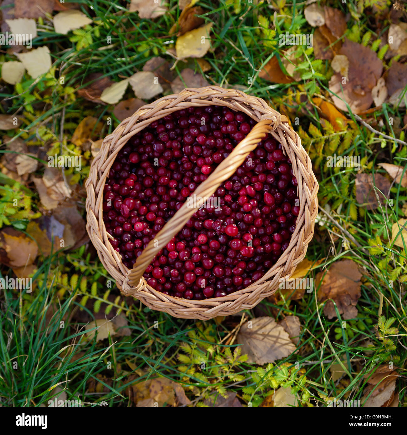 Preiselbeeren-Korb auf Blätter im Herbst Stockfoto