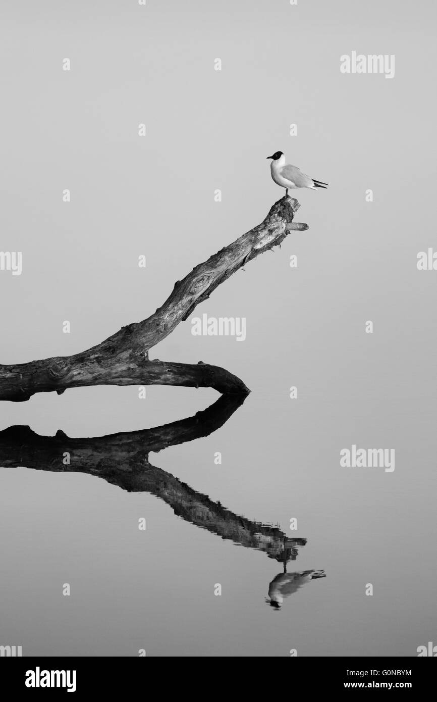 Vogel auf einem Ast im Fluss mit Reflexion. Schwarz und weiß. Stockfoto