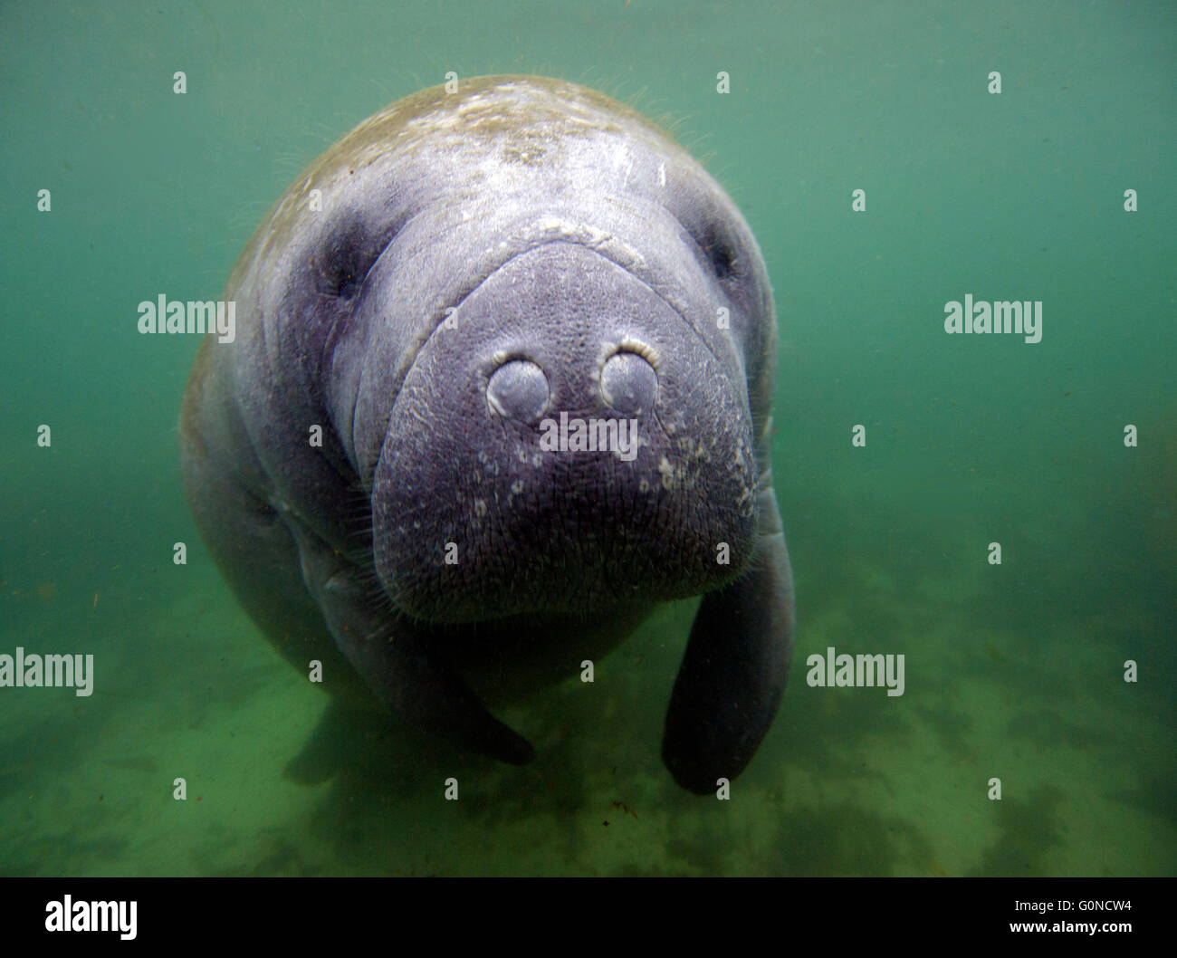 Ein West Indian Manatee unter Wasser in den Golf von Mexiko Stockfoto