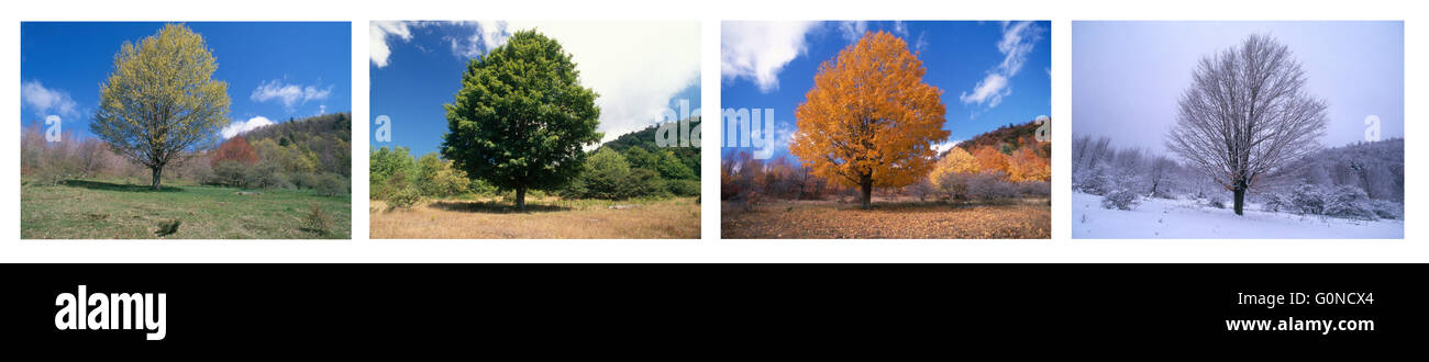 Ahornbaum in vier Jahreszeiten. Siehe Bilder 2L 3286, 2L 3287, 3288 2L und 2L 3289 für einzelne Fotos in dieser Reihenfolge. Stockfoto