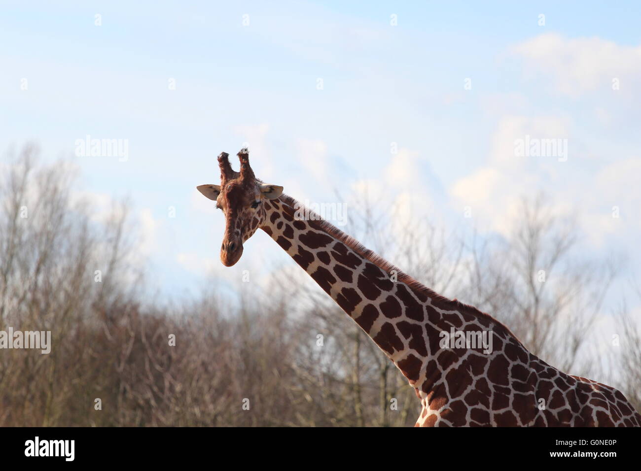 Netzartige Giraffe am Colchester Zoo. Stockfoto