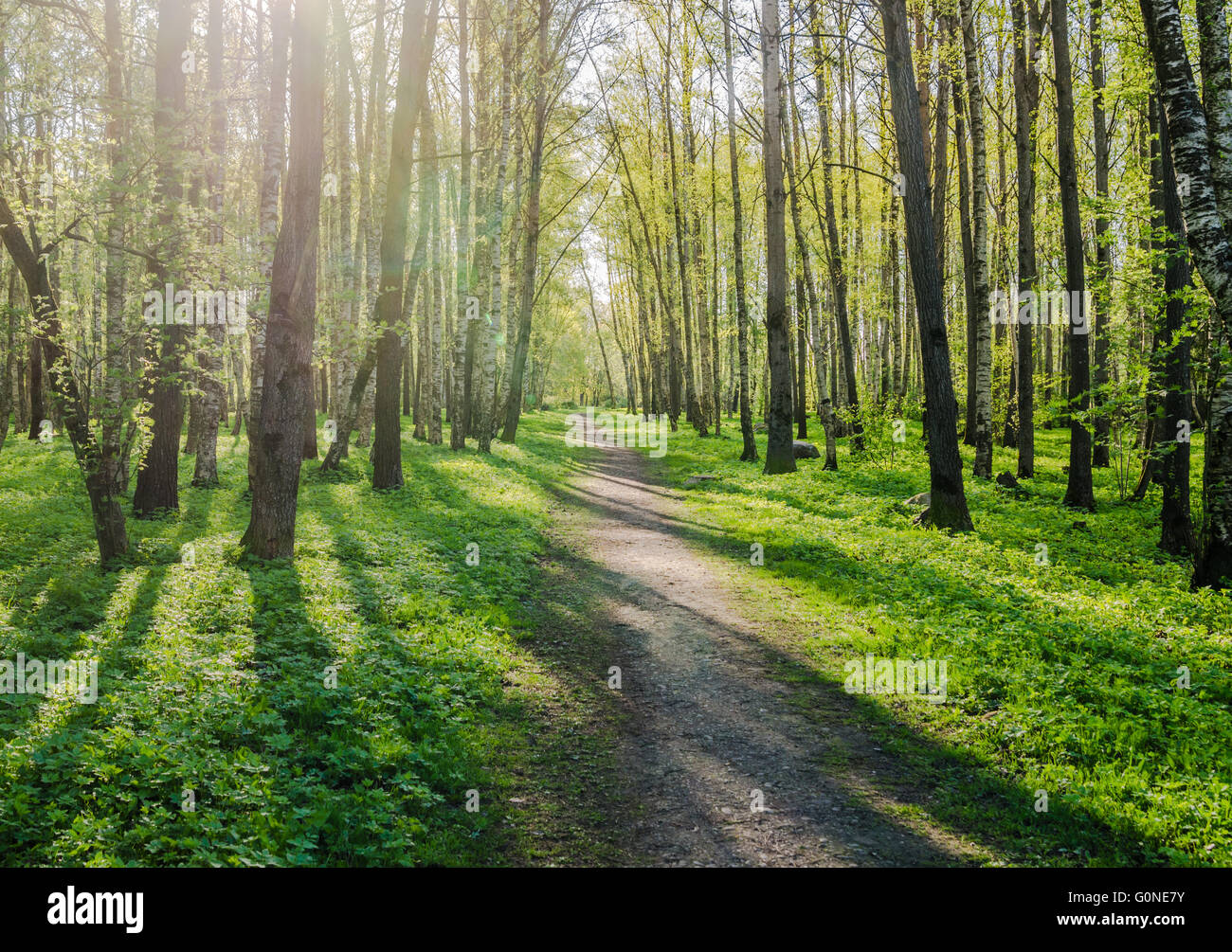 Die verlassenen Gasse glänzte durch Sonnenstrahlen im Frühlingspark Stockfoto