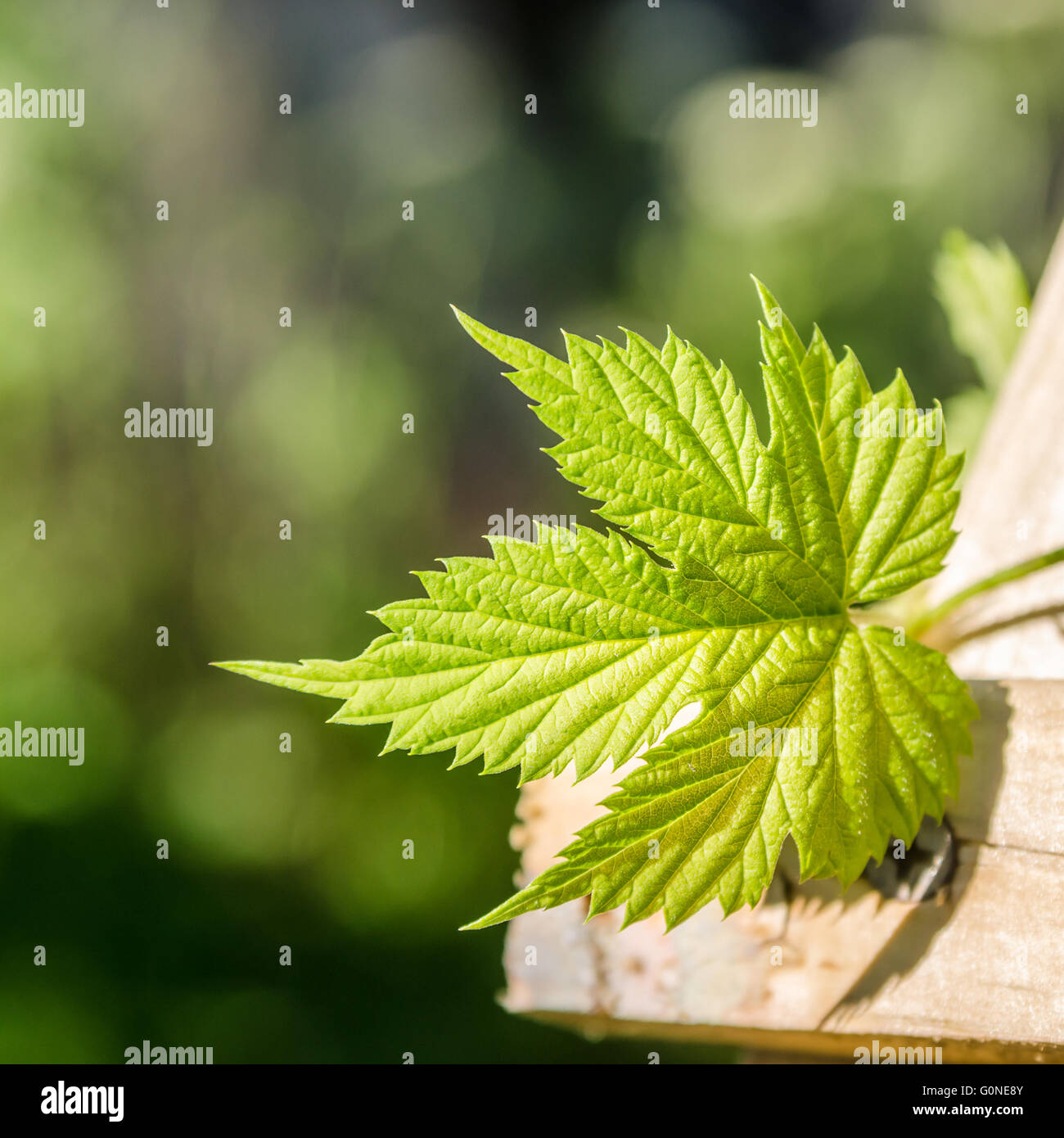 Hop Leaf, Nahaufnahme Stockfoto