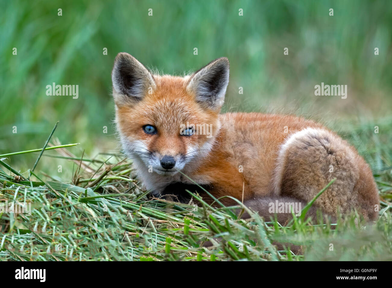 Rotfuchs Baby Stockfotos Und Bilder Kaufen Alamy