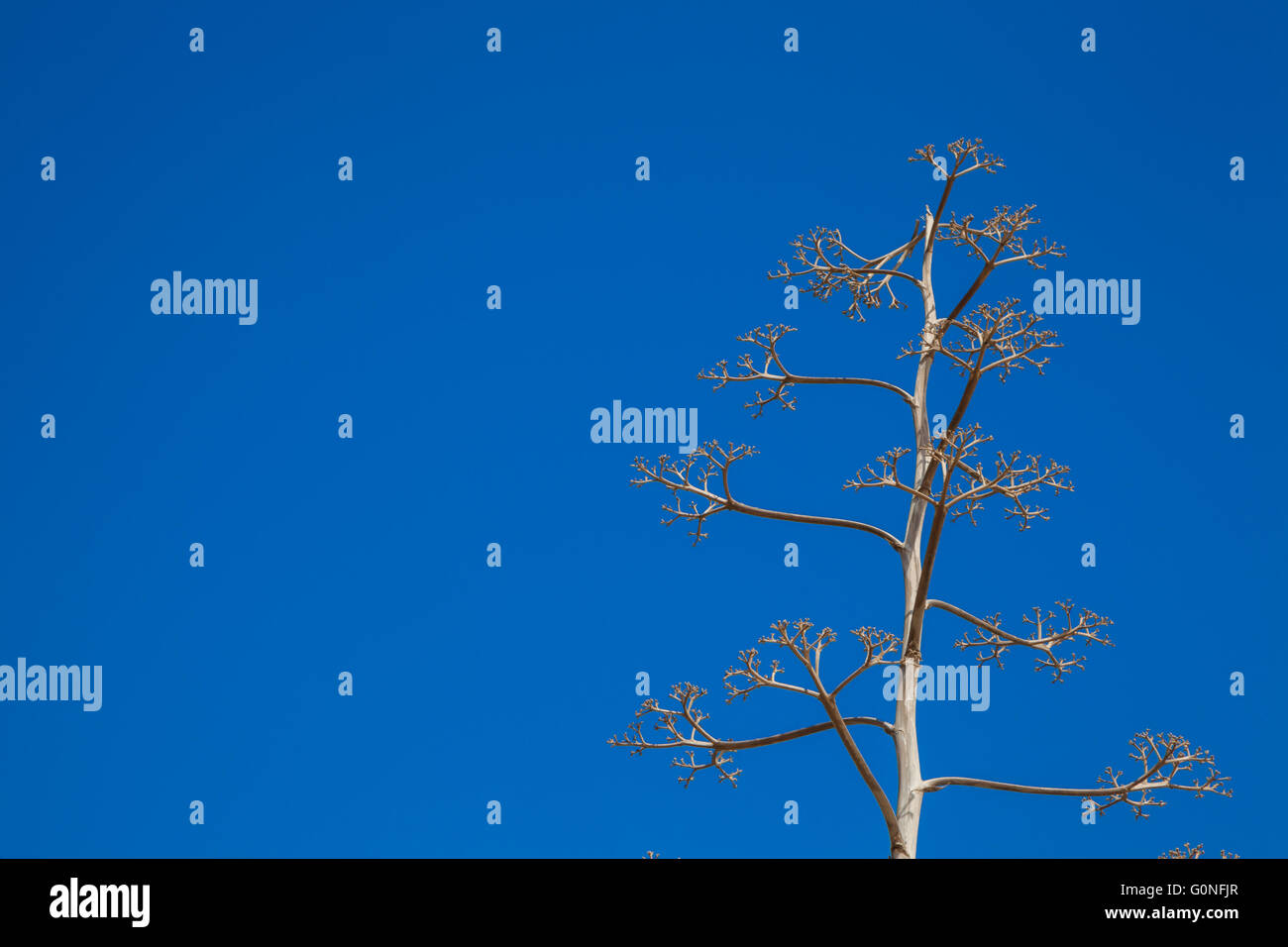 Einen engen und schmalen Baum über einen blauen Himmel Stockfoto