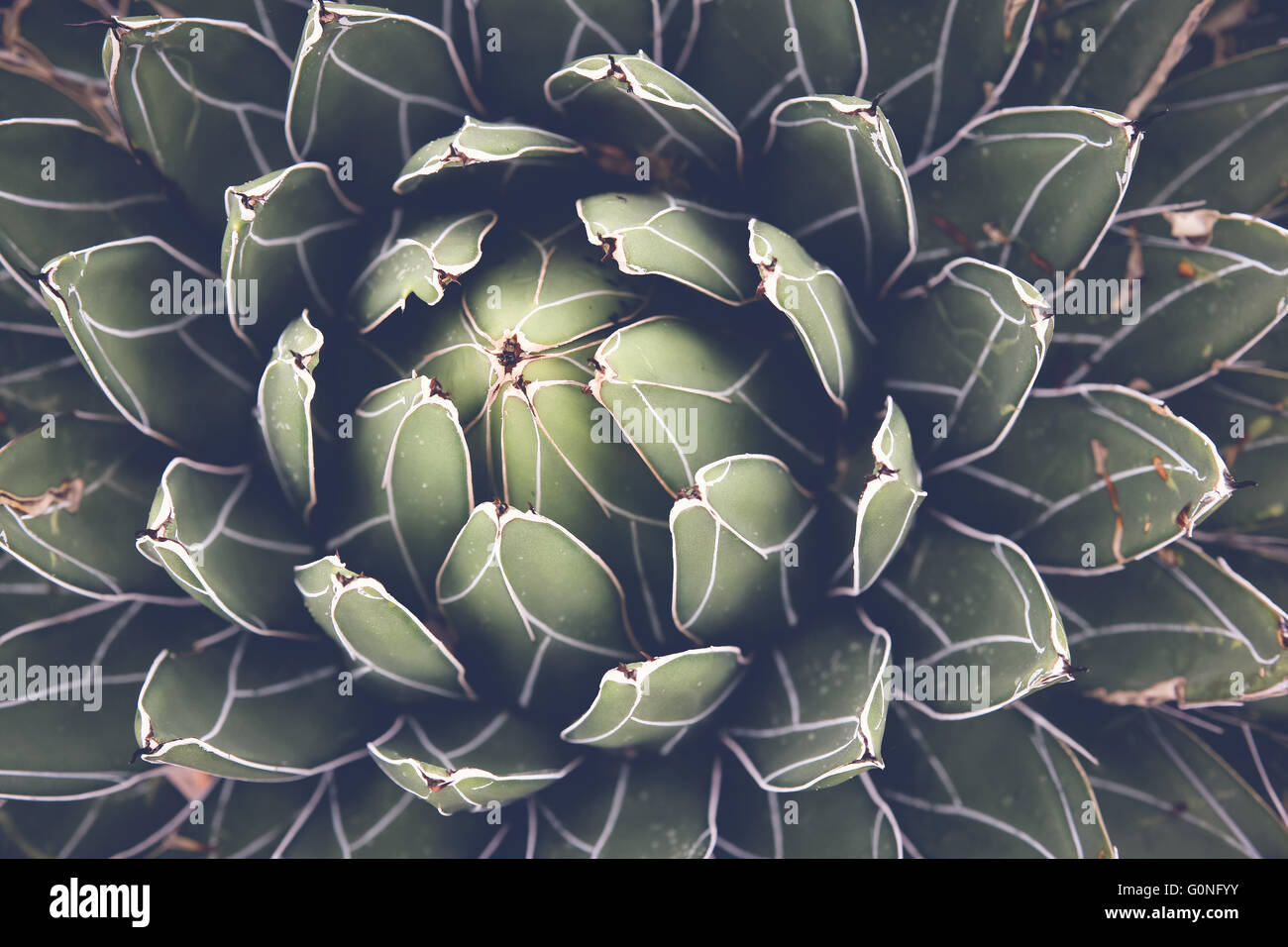 Nahaufnahme von Agave Sukkulente, selektiven Fokus, Muskelaufbau Stockfoto