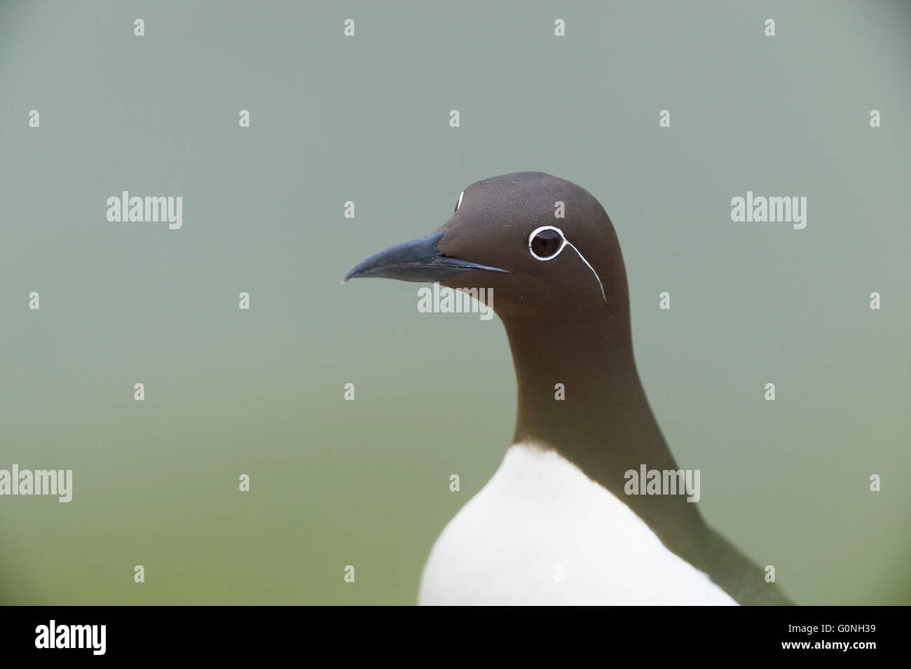 Guillemot Uria aalge, ein Porträt eines erwachsenen Vogels mit Kopfdetails, Yorkshire, UK Stockfoto