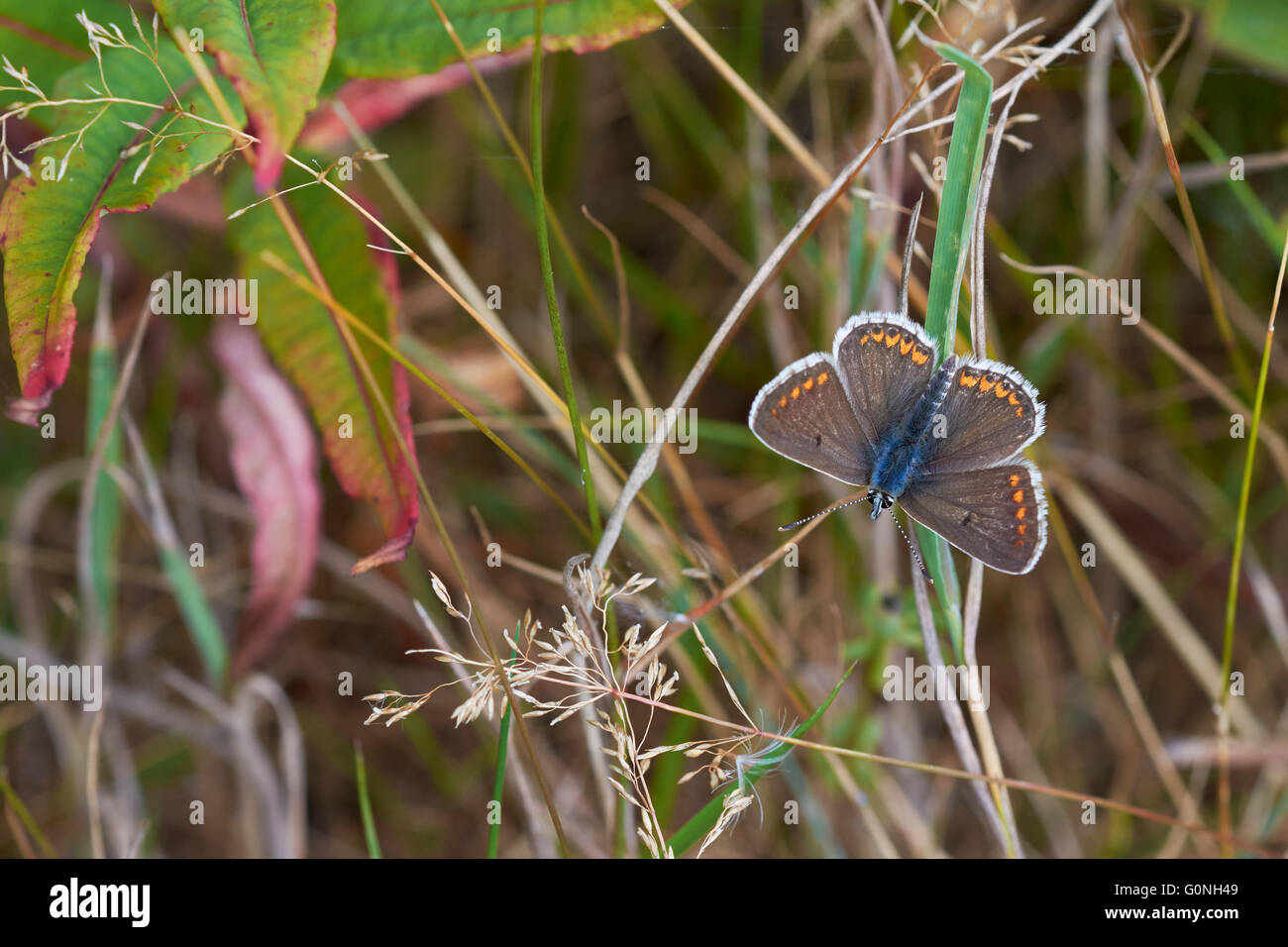 Gewöhnlicher blauer Polyommatus icarus, ein erwachsener weiblicher Schmetterling, der mit offenen Flügeln inmitten der Vegetation thront, Nottinghamshire, Großbritannien Stockfoto