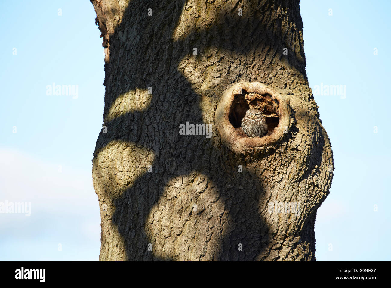 Steinkauz Athene noctua, erwachsene Rastplätze im Hohlraum eines Baumes, Nottinghamshire, Großbritannien Stockfoto