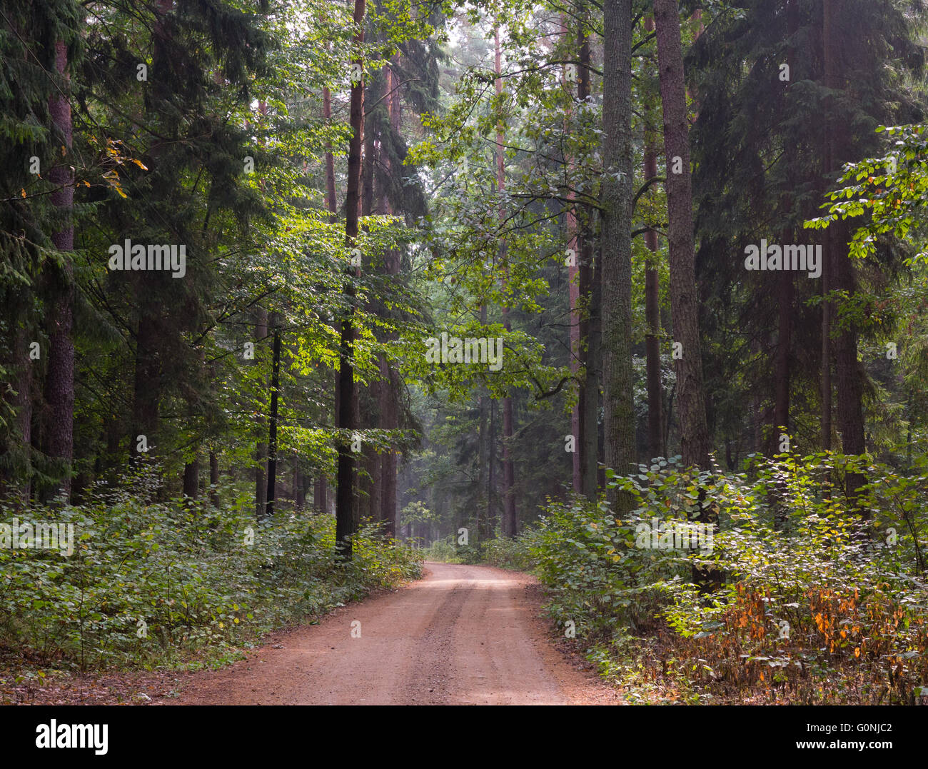 Sommergrüne Stand von Białowieża Wald im sonnigen Herbst morgens und Boden Weg innen Białowieża Wald, Polen, Europa Stockfoto