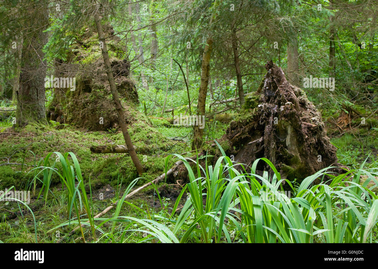 Rich Feuchtgebiet mit noway Fichte im Hintergrund und Kalmus im Vordergrund, Białowieża Wald, Polen, Europa Stockfoto