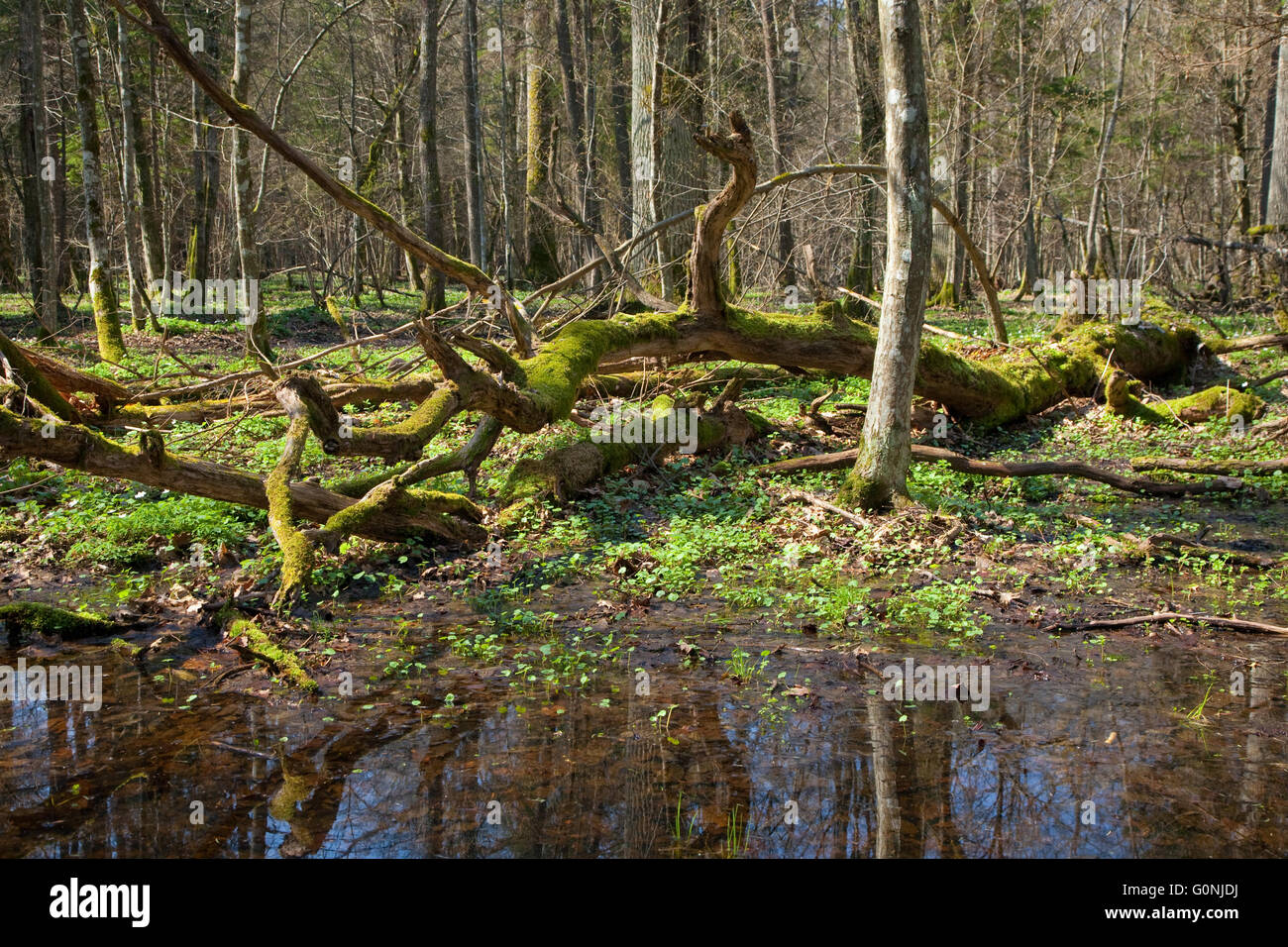 Gebrochene Erle Baum liegend mit Wasser im Vordergrund und gemischte Stand im Vordergrund, Frühling in Białowieża Wald, Polen, Europa Stockfoto