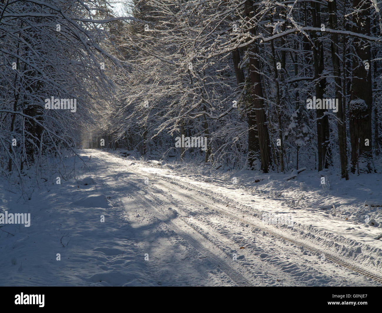 Boden Straße schneebedeckte überqueren Laub Stand von Białowieża Wald, Polen, Europa Stockfoto
