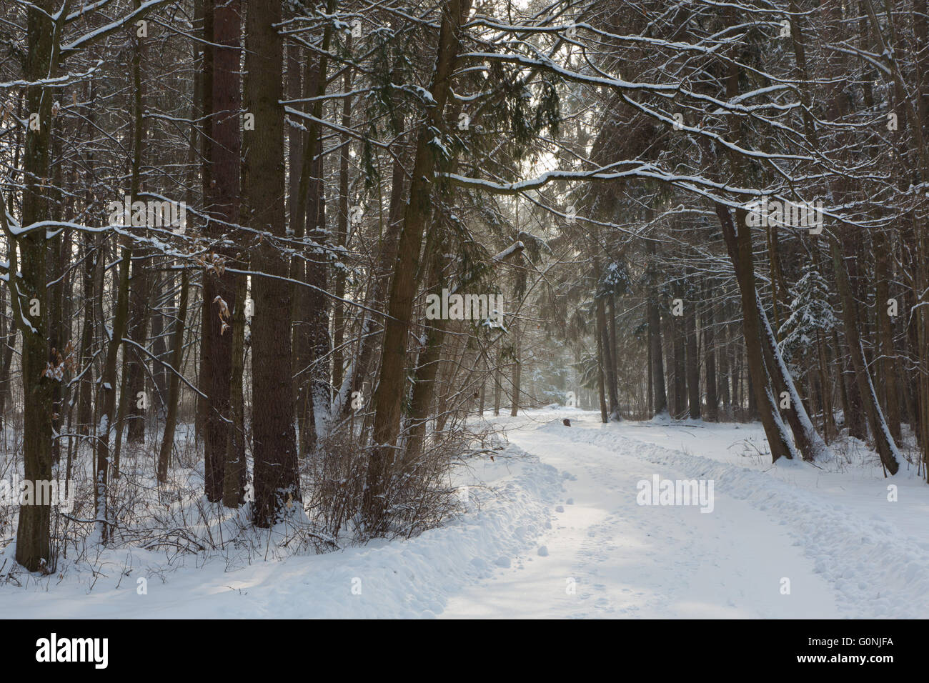 Verschneite Straße zwischen zwei Fichten in Winter Palace Park, Bialowieza, Polen, Europa Stockfoto