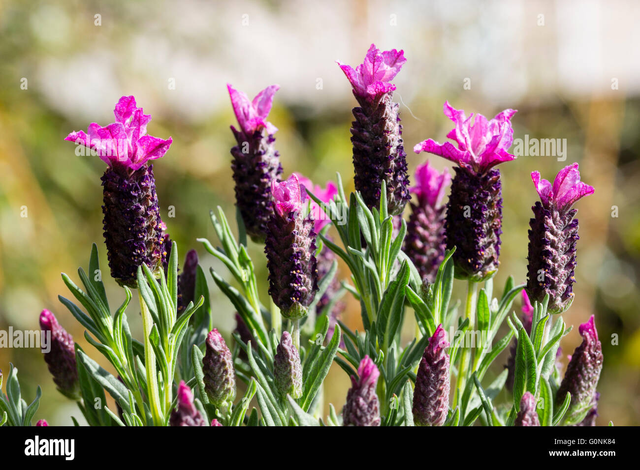 Blütenköpfe der Compact, duftende Französische Lavendel lavandula stoechas 'Fun' Stockfoto