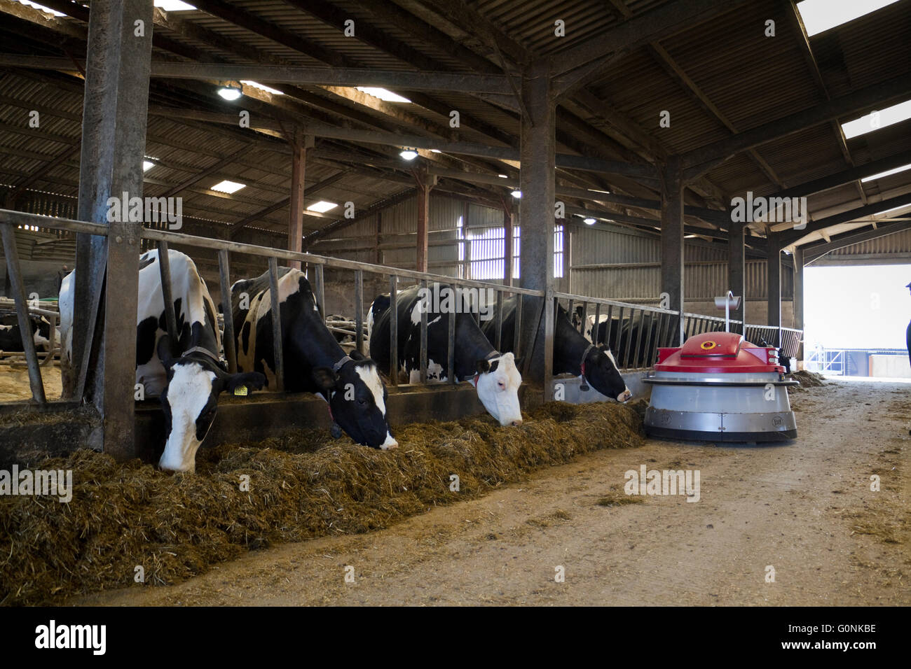 Holsteiner Milchkühe essen Grassilage im Innenbereich, England, UK. Stockfoto