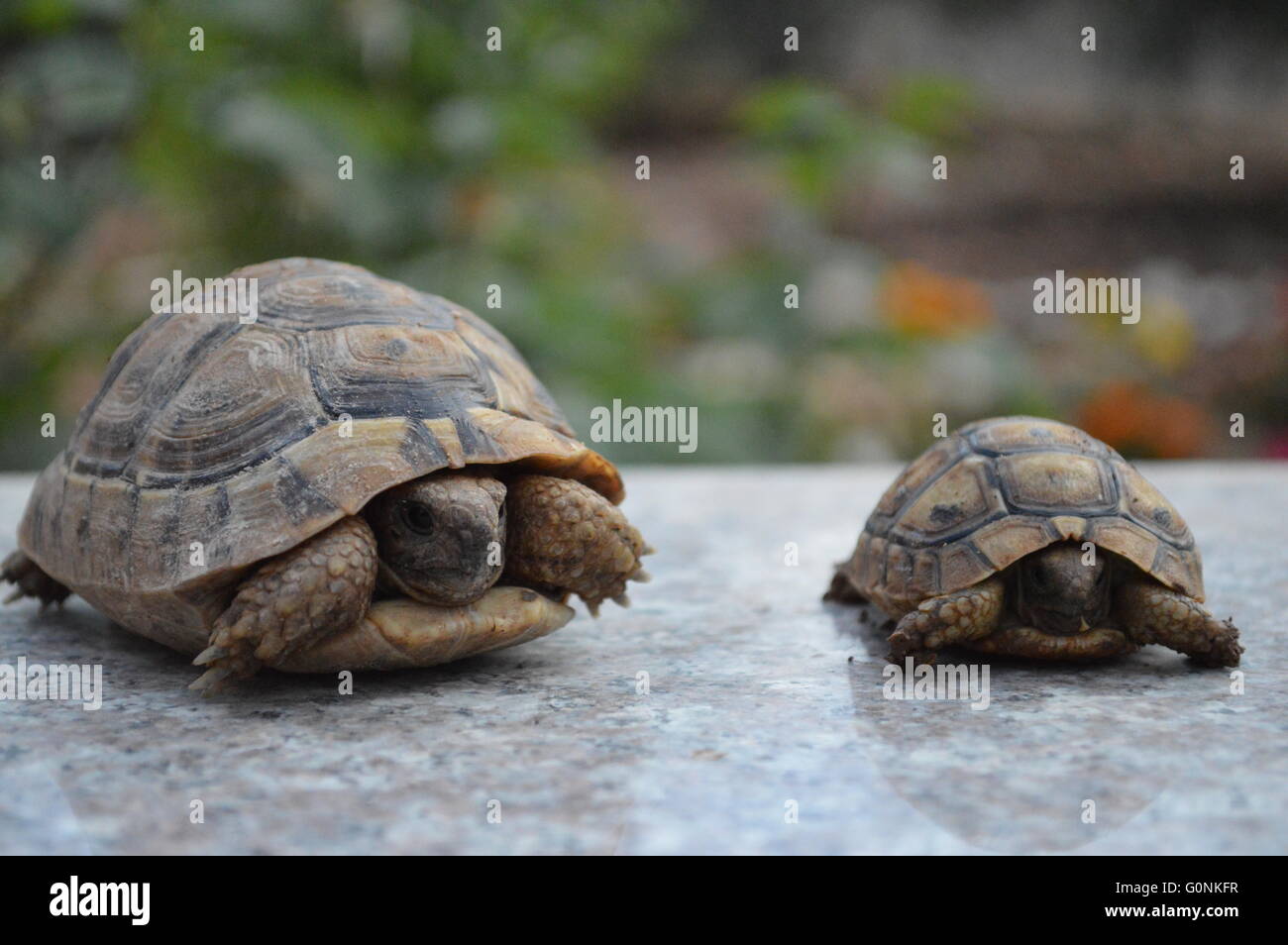 Schildkröte Stockfoto