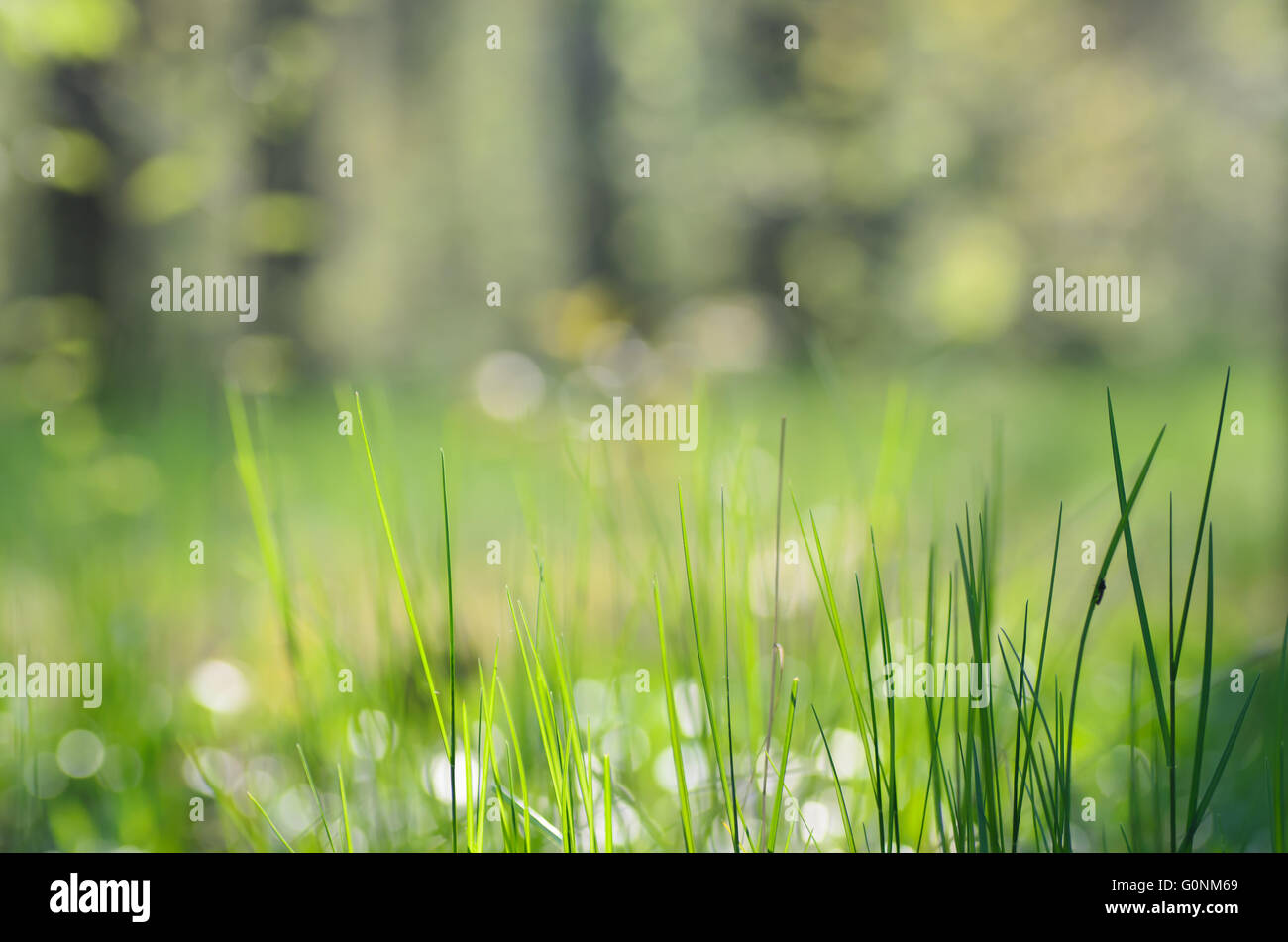 frischen Rasen im Frühjahr Wald Bodendecker Stockfoto