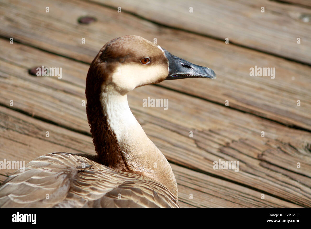 Afrikanische braune Gans Closeup Hintergrund von Holzbohlen Stockfoto