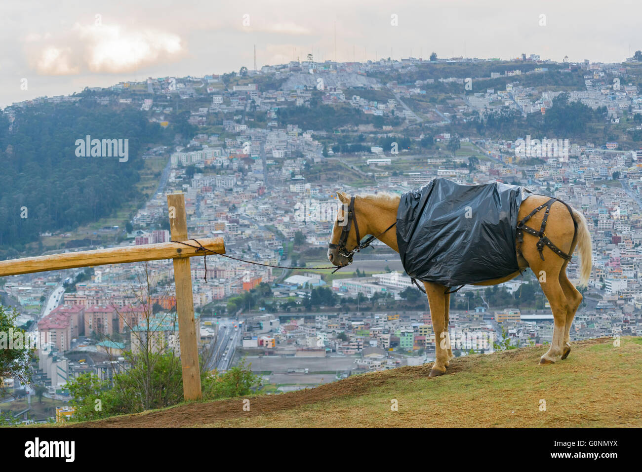 Einsame braune Pferd gebunden und die Stadt in den Bergen im Hintergrund Panecillo Hill, Quito Ecuador. Stockfoto