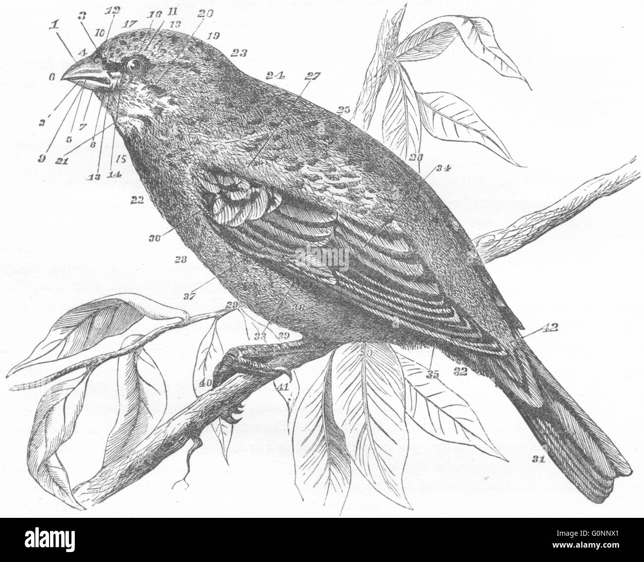 Vögel: Ornithologische des Körpers ein Vogel, antiken print c1870 Stockfoto