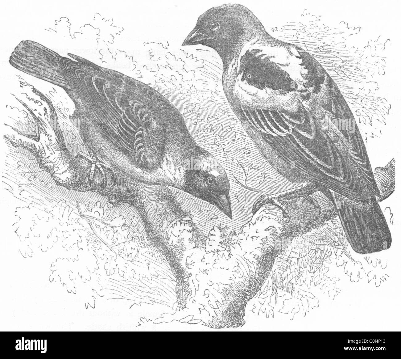 Vögel: Botaniker: Weaver: goldene Vogel & maskiert, antique print c1870 Stockfoto