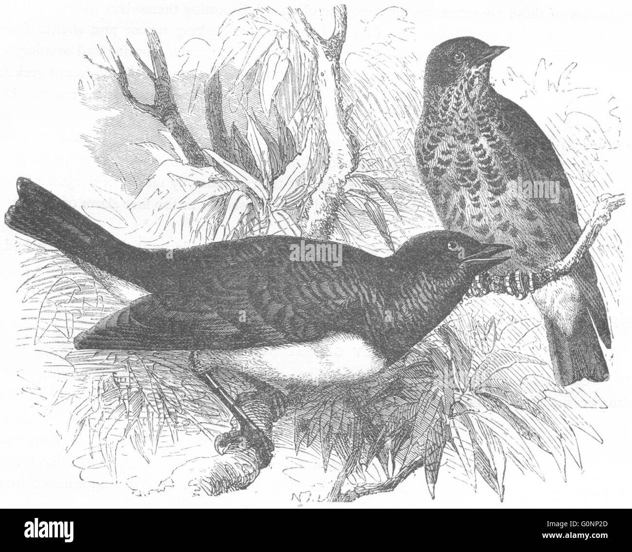 Vögel: Raven: Starling: schuppige glänzend, antiken print c1870 Stockfoto