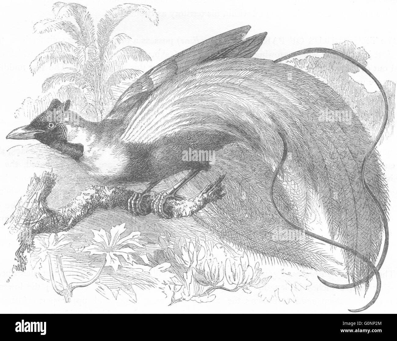 Vögel: Raven: Bird Of Paradise: rot, antiken print c1870 Stockfoto